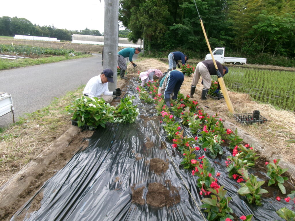 花壇の植栽